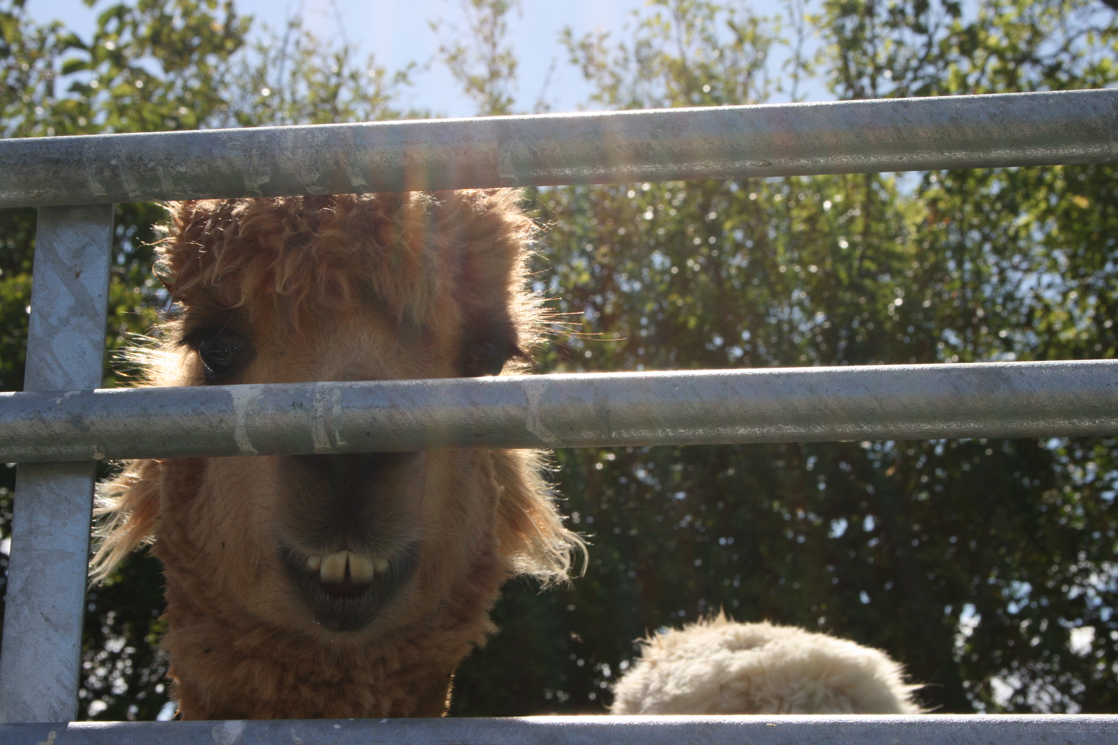 Alpaca penning